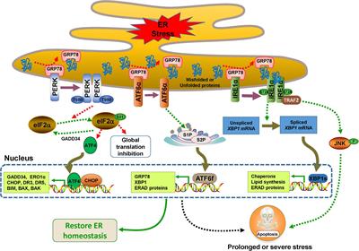 The Cross-Links of Endoplasmic Reticulum Stress, Autophagy, and Neurodegeneration in Parkinson’s Disease